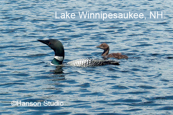 Loon and Chick - with "Lake Winnipesaukee"